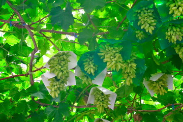 ピッテロビアンコ（山梨県）