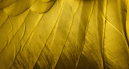 yellow feather pigeon macro photo. texture or background
