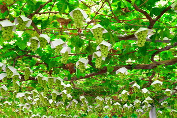 シャインマスカット（山梨県）