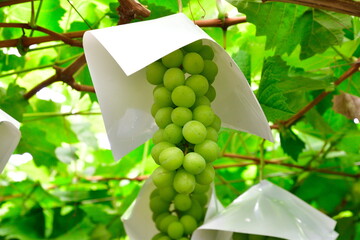 シャインマスカット（山梨県）