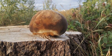 grzyb © Szadam1959