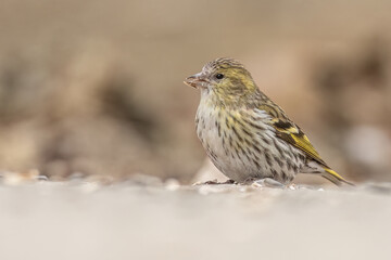 Femaale eurasian siskin perched on the ground and eating sunflower seeds