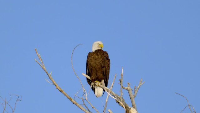 Bald Eagle on a Branch Wide Shot