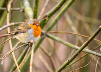 Robin Red Breast (Erithacus rubecula) - Europe, western Asia & North Africa