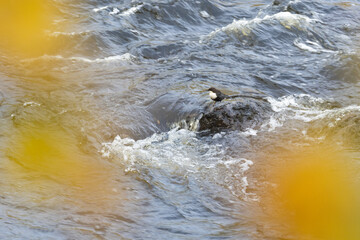 Fototapeta premium A lonely White-throated dipper standing on a rock in the middle of rapids near Kuusamo, Northern Finland