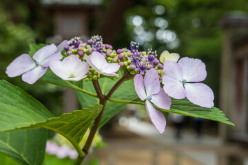 ガクアジサイの咲く庭