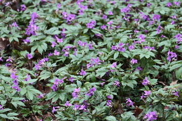 small purple flowers of Cardamine Granduligera plants close up - 758951420