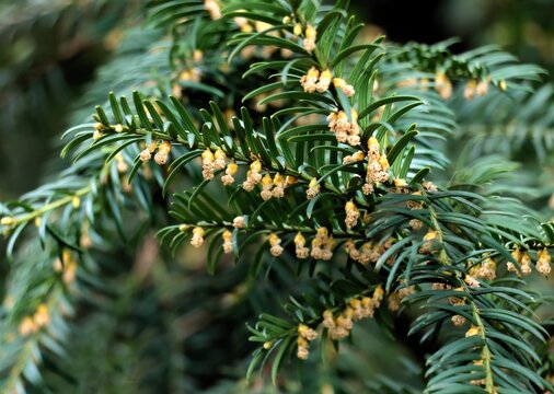 twig of  yew-tree - Talus baccata blossoming close up