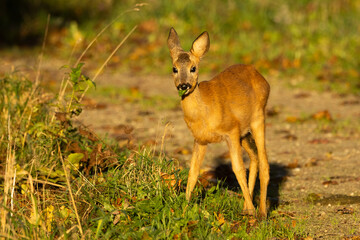 A young Roe deer standing and eating a leaf during an autumn evening in rural Estonia, Northern Europe