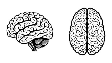 human brain illustration in vector
