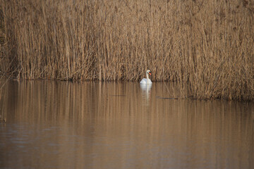 A swan in spring in the 