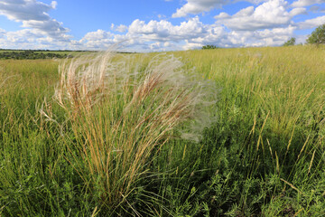 feather grass on green meadow - 758953284