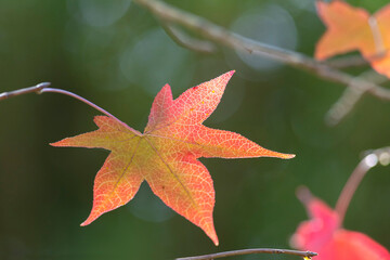 Outono plátanos folhas vermelhas e amarelas