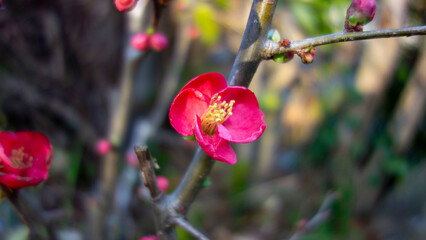 咲いたボケの花