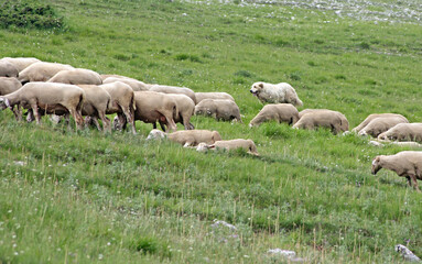 Obraz premium Sheep dog with a flock of sheep, Castelluccio di Norcia, Italy 