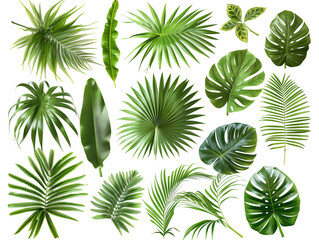 Palm leaf material isolated background,created with Generative AI tecnology.