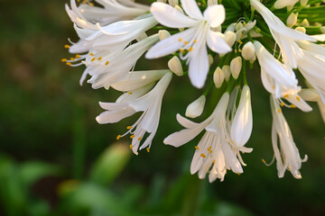 White trumpet flowers of Agapanthus Africanus Albus, African white lily, Nile lily