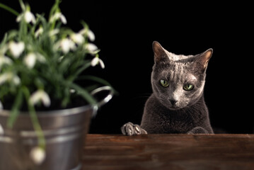 Portrait of purebred Russian Blue Cat standing on the old wooden table next to flower pot with white snowdrops
