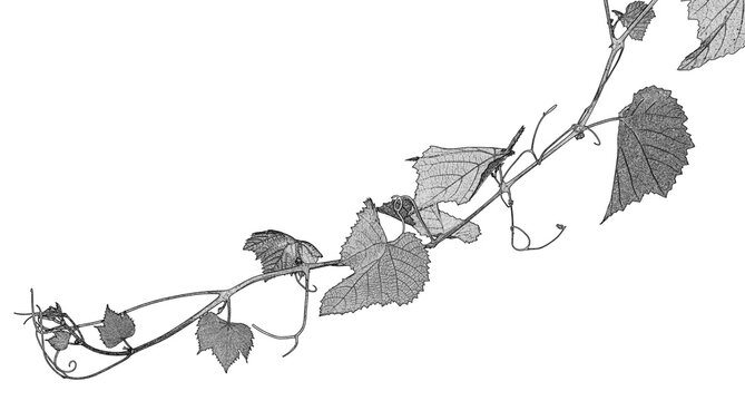Pampres de vigne 