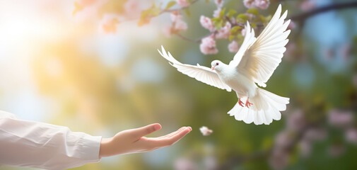 Hand release and free pigeon or dove to freedom life. - obrazy, fototapety, plakaty