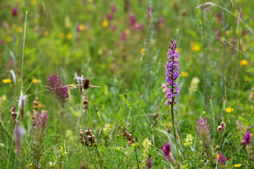 Coloured spring wildflower meadow background in bokeh with fragant orchid (Gymnadenia conopsea) in focus on the right, Kaiserstuhl, South Germany - 758966068