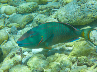 Fototapeta na wymiar Close-up underwaterphoto of a Stoplight parrotfish (Sparisoma viride) in the Caribbean Sea, Bonaire, Caribbean Netherlands