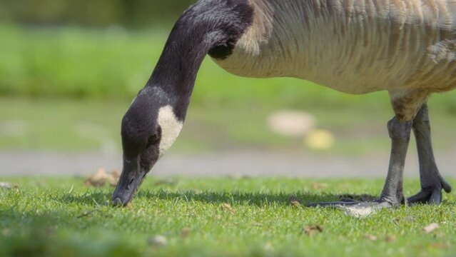 Close up of Canadian goose eating green grass in the park in summer. Slow motion. 