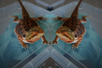 The agama lizard is a bearded dragon.
The bearded dragon is a mottled orange color.