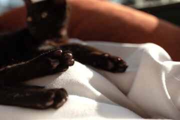 Close-up of the paws. A young beautiful girl is lounging on the coach with a black kitten at home....