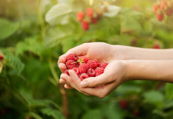Close up female hands is picking fresh fruit on organic raspberries farm. Summer gardening and...
