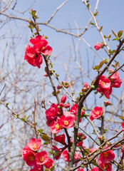 Chaenomeles japonica | Japanese flowering quince - Maule's quince - Dwarf Quince. Bushy tree with abundant clusters of red flowers with creamy-white stamens on leafless thorny stems 
