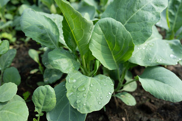 Garden vegetables that are free from toxic substances