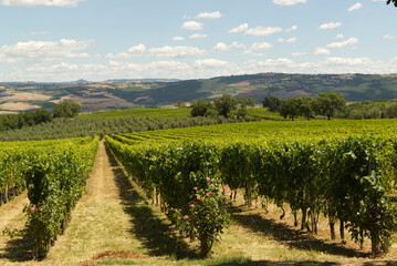 Fototapeta na wymiar The vineyards of Montalcino in Tuscany