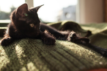 A black little cat is lying on a knitted green sweater against the background of sunlight from the...