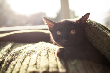 A black little cat is lying on a knitted green sweater against the background of sunlight from the...