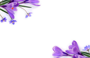 Violet flowers crocuses, blue flowers hepatica on a white background with space for text. Top view,...