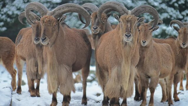 Barbary sheep (Ammotragus lervia) is a species of caprid (goat-antelope) native to rocky mountains in North Africa. It is also known as aoudad, waddan, arui, and arruis.