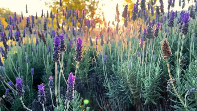 planta de lavanda con rayos de sol al amanecer con hermoso y rico aroma perfumado flor violeta morada