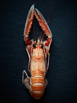 Krustentier, Languste