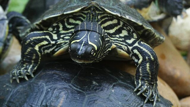 Chinese pond turtle (Mauremys reevesii)