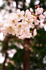 Obraz premium 今年も春が来る