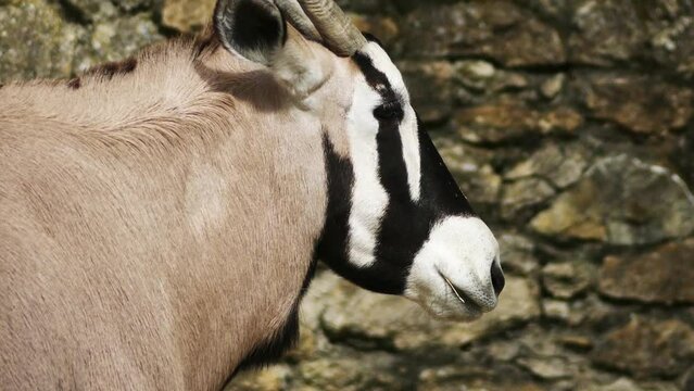 gemsbok or gemsbuck (Oryx gazella)