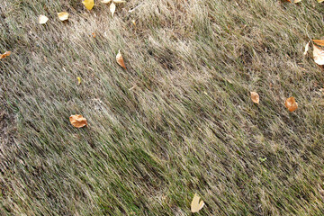 dry lawn grass with fallen leaves