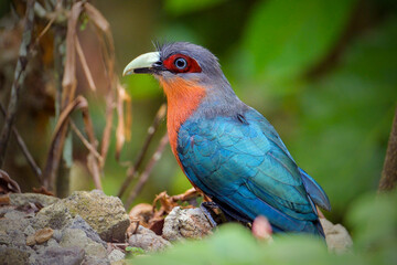 Chestnut-breasted malkoha