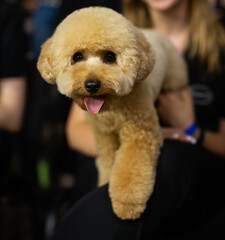 Dogs are groomed at an animal grooming competition