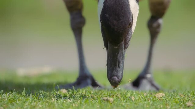Close up of Canadian goose eating grass of the park lawn. Slow motion. 