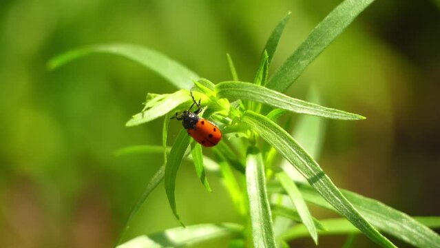 Red beetle with black dots creeps on a green plant.