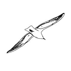 sketch of a flying bird with a transparent background