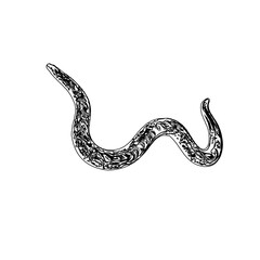sketch of a snake with a transparent background