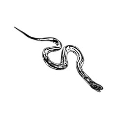 sketch of a snake with a transparent background